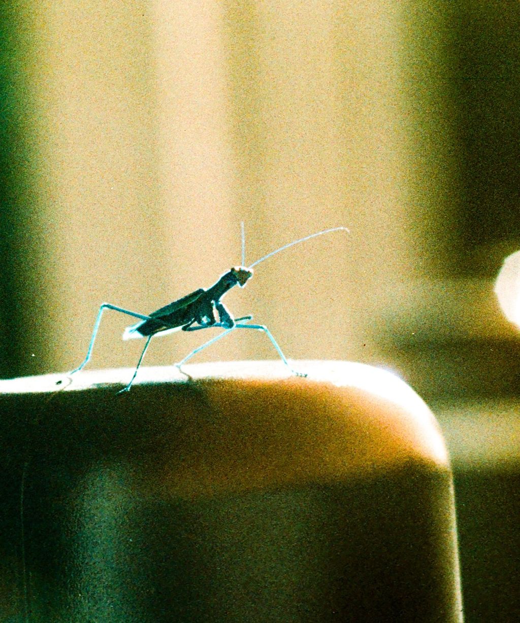 Lomochrome Turquoise